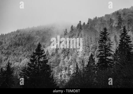 Vue d'hiver incroyable de pinède dans le brouillard du matin. Paysage paysage épique Banque D'Images