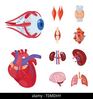 Muscle dorsal,oeil,os,sang,coeur,rein,,cerveau,oeil,pulmonaire organes,,moelle,plasma,tendon,cardiologie,esprit,urinaire,trachée,cornée,tissus,ligament,os,cell,haricots,cardiovasculaire,renseignement,,couches,pulmonaire,Anatomie interne d'organes,médical,des,santé,biologie,scientifique,recherche,,laboratoire,set,icône,,illustration,collection,isolé,design,graphisme,élément signe,caricature,couleur,vecteurs vecteur , Illustration de Vecteur