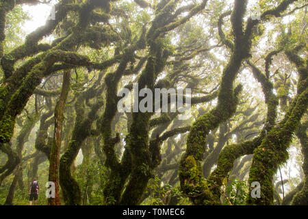 Mont Taranaki gobelin Banque D'Images