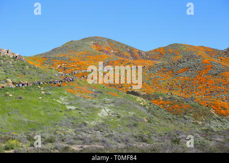 Lake Elsinore, CALIFORNIE / USA - 16 mars 2019 : dans une vue large, une grande foule est montré la visite du pavot orange super fleurs sauvages fleurissent à Walker Canyon. E Banque D'Images