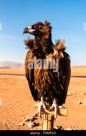 Assis Cinereous Vulture (Platycnemis monachus), la Mongolie Banque D'Images