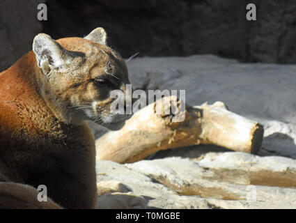 North American Mountain Lion Banque D'Images