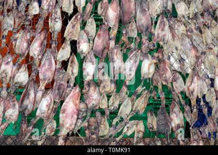 Calmars crus sur une grille de séchage au soleil, village de pêcheurs Hua Thanon, Koh Samui, Golfe de Thailande, Thaïlande Banque D'Images