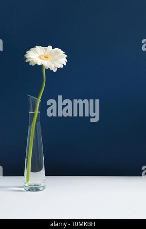 Grand vase en verre gerbera blanc sur blanc table avec blue wall background. Élégant design simple avec copie espace pour des invitations, des cartes postales, des citations, b Banque D'Images