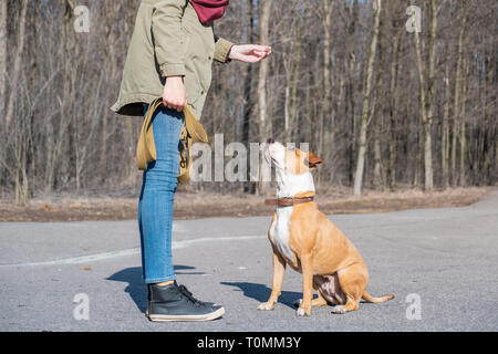 La formation d'un chien adulte de faire 'son'. La scolarité d'une personne dans un parc Staffordshire terrier, chien obéissant, s'assoit et écoute de propriétaire. Banque D'Images