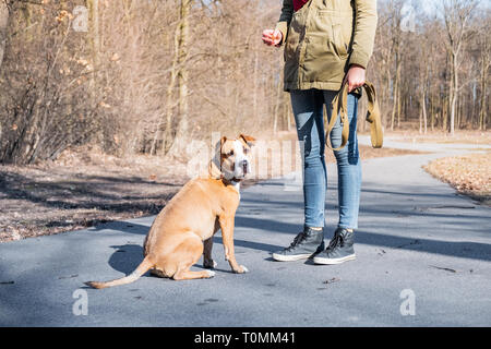 La formation d'un grand chien dans un parc. La scolarité d'une personne dans un parc Staffordshire terrier, chien désobéir et se détourner Banque D'Images