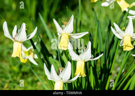 Jonquille (Narcissus 'Jenny' 'Jenny') Banque D'Images