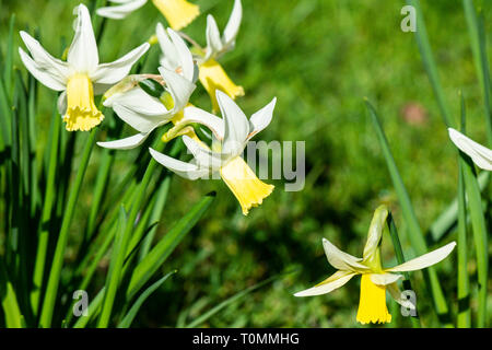 Jonquille (Narcissus 'Jenny' 'Jenny') Banque D'Images