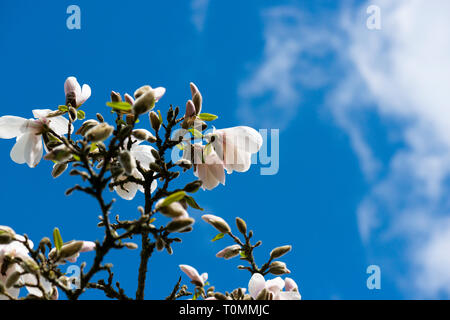 Les fleurs d'un magnolia 'Merrill' (Magnolia x loebneri 'Merrill') contre un ciel bleu Banque D'Images