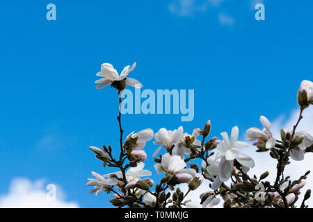 Les fleurs d'un magnolia 'Merrill' (Magnolia x loebneri 'Merrill') contre un ciel bleu Banque D'Images