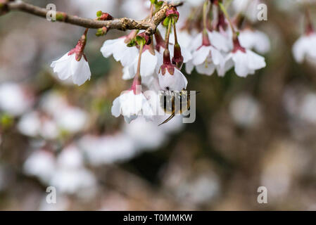 Une abeille sur les fleurs d'une cerise 'Kojo-no-mai' (Prunus incisa 'Kojo-no-mai') Banque D'Images