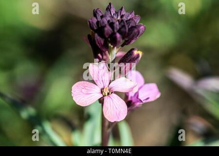 En gros plan des fleurs d'une Erysimum 'chelsea' Banque D'Images