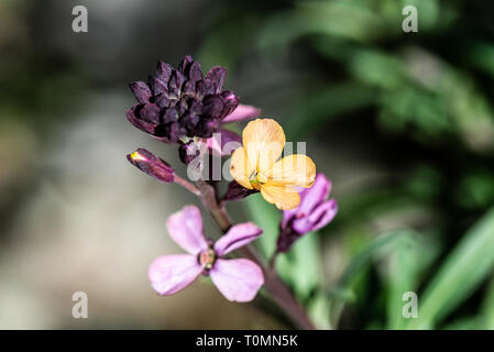 En gros plan des fleurs d'une Erysimum 'chelsea' Banque D'Images