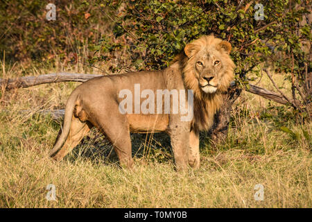 Savuti, Parc National de Chobe, au Botswana. Septembre 2017 - Lion en tournant la tête vers la caméra. Banque D'Images