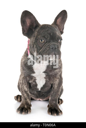 Chiot bouledogue français, in front of white background Banque D'Images