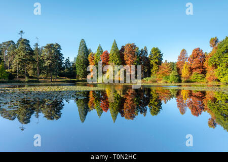 Réflexions d'automne à Bedgebury Pinetum National et de la forêt, dans le Kent. Banque D'Images