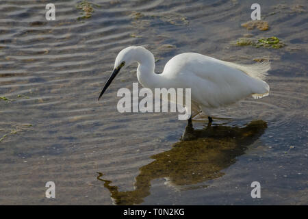 L'Aigrette garzette chasse patiemment pour les poissons et les grenouilles Banque D'Images