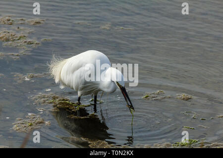 L'aigrette garzette, avec un poisson Banque D'Images