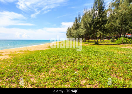 L'Ipomoea pes-caprae, également connu sous le bayhops beach, gloire du matin ou de chèvre sur pied Mai Khao Beach, Phuket, Thailand Banque D'Images