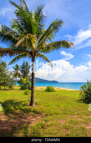 L'Ipomoea pes-caprae, également connu sous le bayhops beach, gloire du matin ou de chèvre sur pied Mai Khao Beach, Phuket, Thailand Banque D'Images
