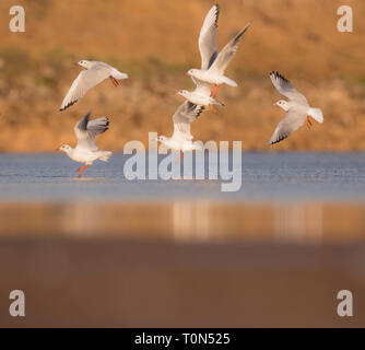 Un troupeau de mouettes à tête noire (Chroicocephalus ridibundus) près de l'eau. L'adulte mouette a une tête brune dans l'été et une tête blanche Banque D'Images