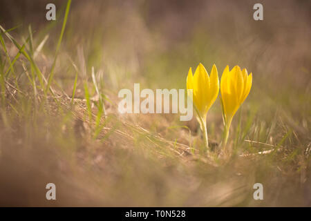 Sternbergia clusiana jonquille l'automne. Cette fleur fleurit pendant trois semaines chaque année, juste après les premières pluies, photographié en Israël en novembre Banque D'Images