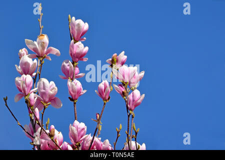 Belle fleur de Magnolia soucoupe fleurs sur arbre au début du printemps en face de ciel bleu clair Banque D'Images