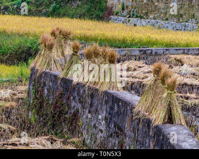 Récolte de riz dans les rizières, Yunnan, Chine Banque D'Images