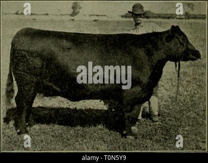 Dr David Roberts accueil pratique Le Dr David Roberts accueil pratique vétérinaire .. drdavidrobertspr00robe année : 1911 l'Ayrshire. Bovins Angus. L'Angus, une race bovine, sont originaires d'Écosse. Ils n'ont pas de cornes et sont de couleur noire, ayant un épais, court, mais le revêtement lisse des cheveux. Ils sont beaux les bovins et de conformation splendide. Ils ne sont pas aussi grandes que certains des autres races de boucherie, mais sont rentables pour garder le bétail. Alors qu'ils sont prévoyants, ils ne sont pas aussi résistante que le Galloway. Angus. Banque D'Images