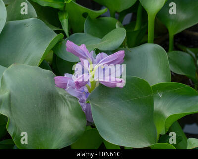 Jacinthe pourpre fleur. Photographié dans le menton, Xiangmei Banque D'Images