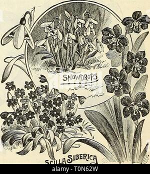 L'automne 1902 Dreer Le catalogue (1902) d'automne 1902 Dreer catalogue dreersautumn19021902henr Année : 1902 Galanthns (perce-neige). La charmante Snowdrop est la première de toutes les fleurs pour annoncer l'approche du printemps. Il peut souvent être vu en fleur quand le sol est blanc de neige, comme il prend tous les avantages, et s'empresse d'afficher sa gracieuse cloches Blanche-neige avant l'hiver a disparu. En collaboration avec Chionodoxas et ScOlas, une incomparable effet peut se produire. Comme les ampoules sont petites, elles doivent être plantées de façon libérale afin d'obtenir des résultats immédiats. Les banques, les pentes herbeuses, e Banque D'Images