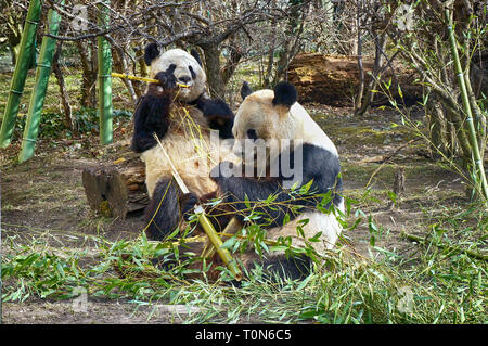 Deux belles grand panda bear eating bamboo Banque D'Images