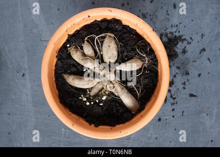 Planter les tubercules de Dahlia dans un pot teracotta. Banque D'Images