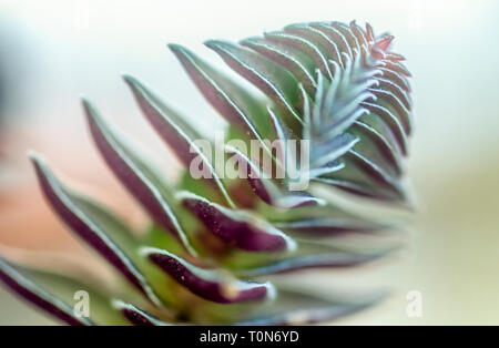 Forme compacte de Crassula columnaris (Temple du Bouddha) est une plante succulente vivace originaire du sud de l'Afrique. Vue latérale photographié en Israël en ma Banque D'Images