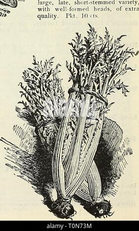 Dreer's garden book 1905 Dreer's garden book : 1905 dreersgardenbook1905henr Année : 1905 Salade de maïs grosses. lb., 25 cts. ; lb., 85 cts. 25 cts. ; lb., 85 cts. [Suite). Alger. Extra fine une variété tardive, convient pour marché et sûr de tête. Pkt., 10 cts. Veitch's géant d'automne. L'une des plus belles variétés tardives, d'habitude robuste ; chefs de grandes, compact et parfaitement protégées par les feuilles. Pkt., 10 EC. Le chou-fleur et le chou de plantes. (Voir page 51.) la chicorée. Commun, ou l'état sauvage. Fait en juin, les racines sont transplantés à l'automne dans le sable dans la cave ; les pousses, qui va venir pour Banque D'Images