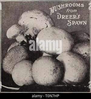 Dreer 1909 livre du jardin (1909) Le jardin 1909 Dreer livre dreers1909jardin1909henr Année : 1909 nt 28 IHHUTADREER ^A PHILADELPHIE -Graines de légumes fiable llf DREER EST FIABLE DE CHAMPIGNONS. Les meilleurs résultats sont obtenus par l'utilisation de notre chambre supérieure chambre- Mush Spawn, qui est largement utilisé par les producteurs. Et plein d'instructions explicites pour la culture des champignons sont envoyés par nous gratuitement avec toutes les commandes pour frayer. Tout le monde qui a une cave ou à l'extérieur des bâtiments qui ne sont pas en cours d'utilisation doivent, par tous les moyens, de faire croître ce esculent plus délicieux, considéré par la plupart des gens un luxe. Anglais Alilltrack frayer. Banque D'Images