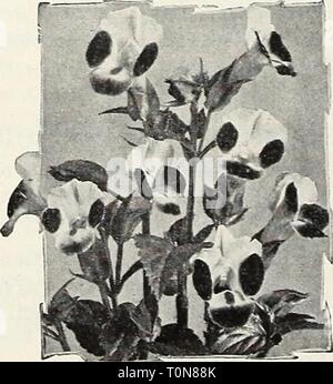 Dreer's 1950 (1950) du 1950 dreers Dreer19501950henr Année : 1950-spe Tithonia&Lt ; plus tôt, mixtes hybrides Avalon 4288. (Fleur d'or des Incas.) plantes majestueux 6 pi. de hauteur avec long- voyantes fleurs tiges allant de l'orange au rouge flamme. Les fleurs ressemblent à des dahlias unique. Pkt. 25(*. Early-Flowering, 4289. Or, brillant- orange fleurs portées sur 6 ft. usines de Julv jusqu'au gel. Pkt. ISc^. Foumieri TORENL ! ;, 4293. Triangle (fleur.) Shov' 10 pouces compact les plantes. Les fleurs sont en forme de trompette comme pensées, ciel bleu et violet witli un ^'ellow triangle inférieur à la gorge. Free-blooming tous les s Banque D'Images