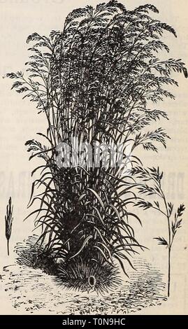 Dreer 1907 livre du jardin (1907) Le jardin 1907 Dreer livre dreers1907jardin1907henr Année : 1907 Semences de graminées à pelouse ou terrain. Les prix sont sujets aux changements du marché. Nous faire une spécialité de l'herbe et les graines de trèfle, et envoyer seulement les variétés les mieux adaptées à notre pays. Ces graines sont largement cultivés à l'américaine ; certains sont nécessairement importées. Nos graines sont soigneusement testés pour la pureté et la germination de qualités par le contrôle du gouvernement fédéral de l'ihe gare de Zurich, Suisse, qui nous permet de connaître leur degré élevé d'excel- lence et de la valeur. Nos graines sont cultivées à l'Américaine,de la première qua Banque D'Images