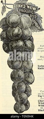 L'automne 1902 Dreer Le catalogue (1902) d'automne 1902 Dreer catalogue dreersautumn19021902henr Année : 1902 fraisier. Les PRIX DE LA CI-DESSUS : Les plantes cultivées en pot. 50 cts. par doz. § ; 3,00 p. 100 ; 125,00 pour 1000. Les plantes de la couche. 25 cts. par doz. § ; 1,00 p. 100. Banque D'Images