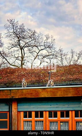 Deux lémuriens en équilibre sur un toit de chaume. Banque D'Images