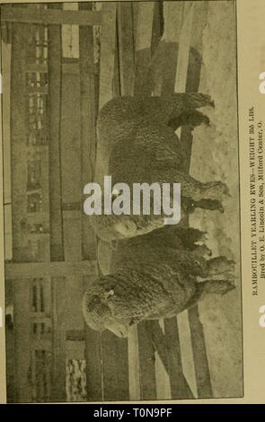 Le mouton domestique son le mouton domestique : sa culture et gestion générale domesticsheepits01stew Année : 1900 Banque D'Images