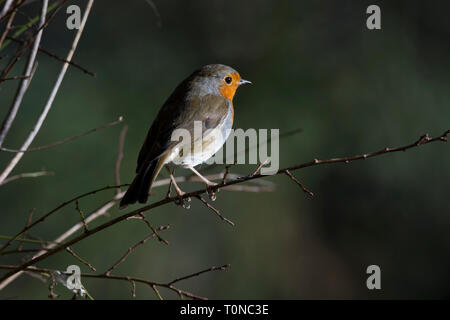 Robin Redbreast perché sur UNE branche Banque D'Images