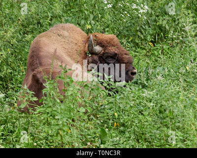 Le bison d'Europe fait paître sur un terrain vert avec les hautes herbes. Bison bonasus, également connu sous le nom de bison ou le bison des bois, est une espèce eurasienne de b Banque D'Images