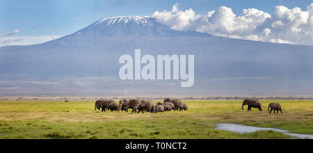 Panorama du mont Kilimandjaro avec un troupeau d'éléphants marchant à travers l'avant-plan. Le parc national Amboseli, au Kenya. Banque D'Images