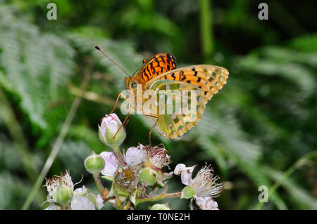 Dark Green fritillary papillon, l'Argynnis aglaja',montrant le motif ailes lumineuses,juillet,août,Devon UK Banque D'Images