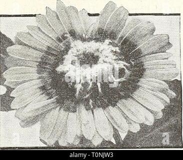 Dreer's 1948 - notre 110e Dreer's 1948 - notre 110e année dreers1948notre1101948henr Année : 1948 Tithonia speciosa, Early-Flowering speeiosa Suiifloiver mexicain Tithonia ® Fleur d'or des Incas 4288 hybrides plus tôt. Mixte Avalon Les plantes majestueuses, 6 pi. de haut, l'exécution au cours de l'automne long- voyantes fleurs tiges allant de la topaze orange à flamme écarlate bruni-. Pkt. 25c ; grand pkt. 7Sc. 4289 Early-Flowering. Intensément bril- liant, or-orange fleurs profusément sur 6 pieds majestueux. les plantes au cours de l'automne. Les grandes fleurs sont un peu comme les Zinnias unique. Pkt. ISc ; grand pkt. 40c. Ursinia Banque D'Images