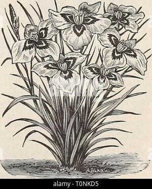 Dreer catalogue automne 1895 l'automne du Dreer : catalogue 1895 dreersautumncata1895henr Année : 1895 Japon Iris. KAMEPFERI IRIS. (Japon Iris.) prêt en octobre. Ces beaux Iris sont tout à fait distincte de tous les autres, et former des groupes de beau, grandes fleurs, variant en couleur et richement marbrées. Ils sont parfaitement Hardy, et en grande profusion de fleurs en juin et juillet. Elles se développent mieux dans des situations humides, et par temps sec devrait être librement wa- ment. Variétés mixtes, 15 cts. chacun, par mail 20 cts. ; fi.50 pour douz. FCETIDISSIMA IRIS VA- RIEGATA. Une magnifique plante décorative ; ses beauti- ful foli Banque D'Images