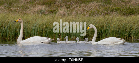 La famille Cygne chanteur en Islande Banque D'Images