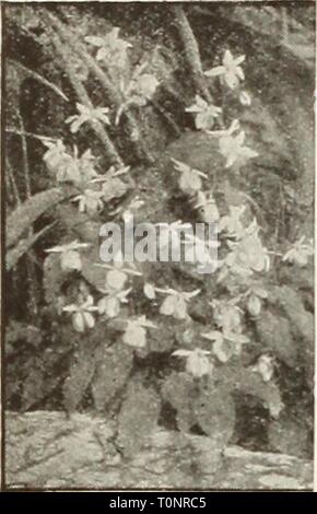 Dreer ampoules de plantes, arbustes, bulbes de Dreer : Plantes, arbustes, et des semences pour la plantation d'automne1936dreersbulbsplant henr Année : 1936 DREER'S SELECT HARDY PLANTES VIVACES pour plantation en automne DoronicumâLeopard's Bane UNE Ezcelsum Â®. Grande, belle, de type marguerite, fleurs jaunes au début du printemps. Planté comme précieux spécimens individuels à la frontière, le rock garden, et en particulier lorsque voyantes massé. Réussit partout. 2 pieds de haut. 30c chaque ; 3,00 $ par doz. ; 20,00 $ par 100. Un Barrenwort épimède Â®, Bishop's Hat une très belle et intéressante plante, passant de 8 à 10 pouces de haut. A voyante, leat Banque D'Images