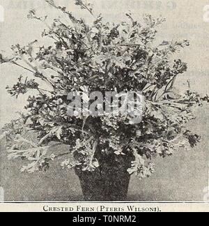 Dreer catalogue automne de bulbes d'automne de Dreer catalogue de bulbes graines d'usines etc. pour les semis d'automne 1909 dreersautumncata1909henr Année : 1909 IHENRrADREERfflllADELPHIA mCARDEN ORfEriHOUSE PIAMTS^^j 39 DREER'S FINE Fougères. L'espace limité dans ce catalogue nous permet d'offrir que quelques-unes des variétés les plus importantes. Ce sont les meilleures pour la culture de la chambre, succédant au titre de séjour ordinaire conditions. Pour la liste complète et la culture notes voir notre jardin Réservez pour 1909. Adiantum Croweanum. C'est incontestablement le meilleur de la jeune fille-harrs comme plante d'intérieur. Elle est similaire à la Banque D'Images
